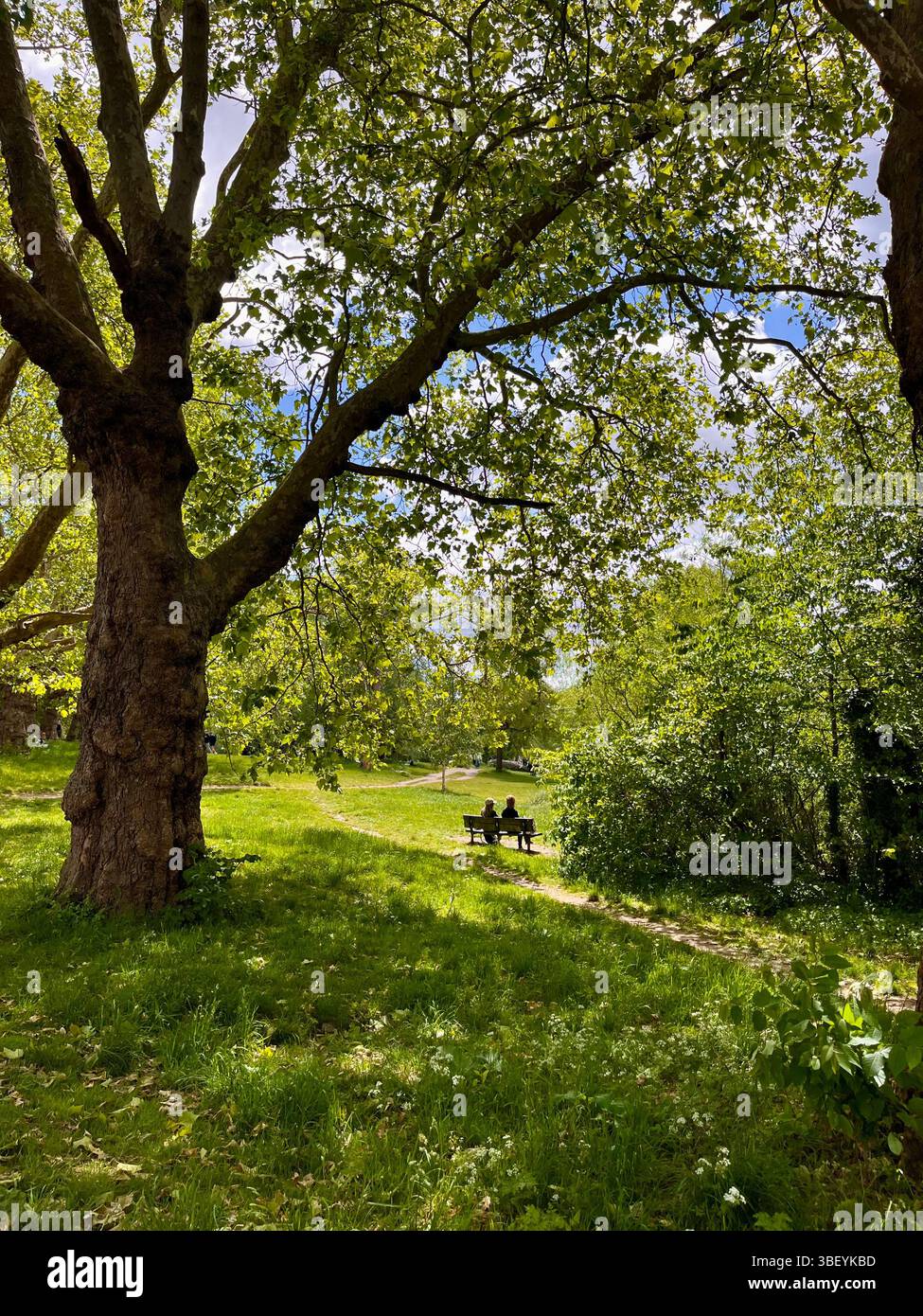 A couple on a romantic picnic date in Hampstead Heath sitting on a park bench under a big, beautiful tree in Hampstead, London, England, UK. - Smartphone Captured Stock Image A couple on a romantic picnic date in Hampstead Heath sitting on a park bench under a big, beautiful tree in Hampstead, London, England, UK. - Smartphone Captured Stock Image