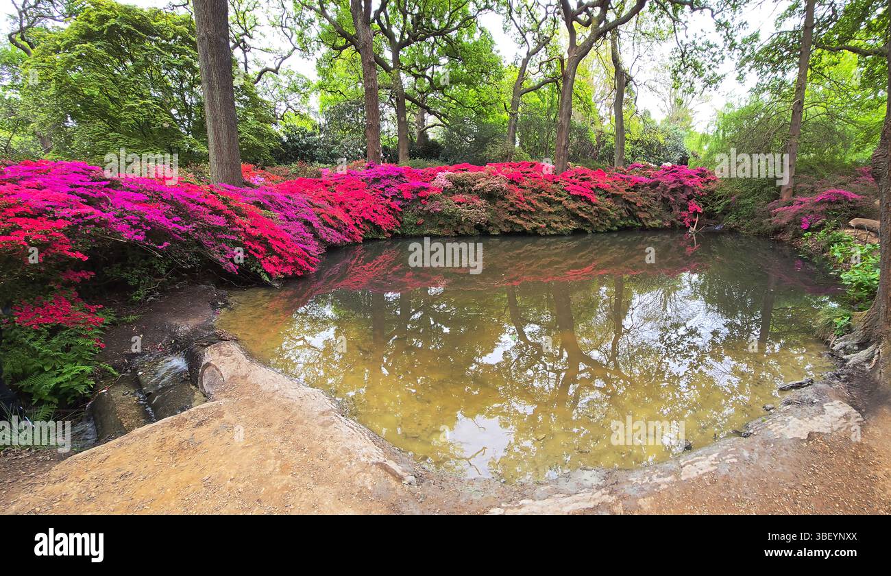 Azaleas, Isabella Plantation, United Kingdom Stock Photo