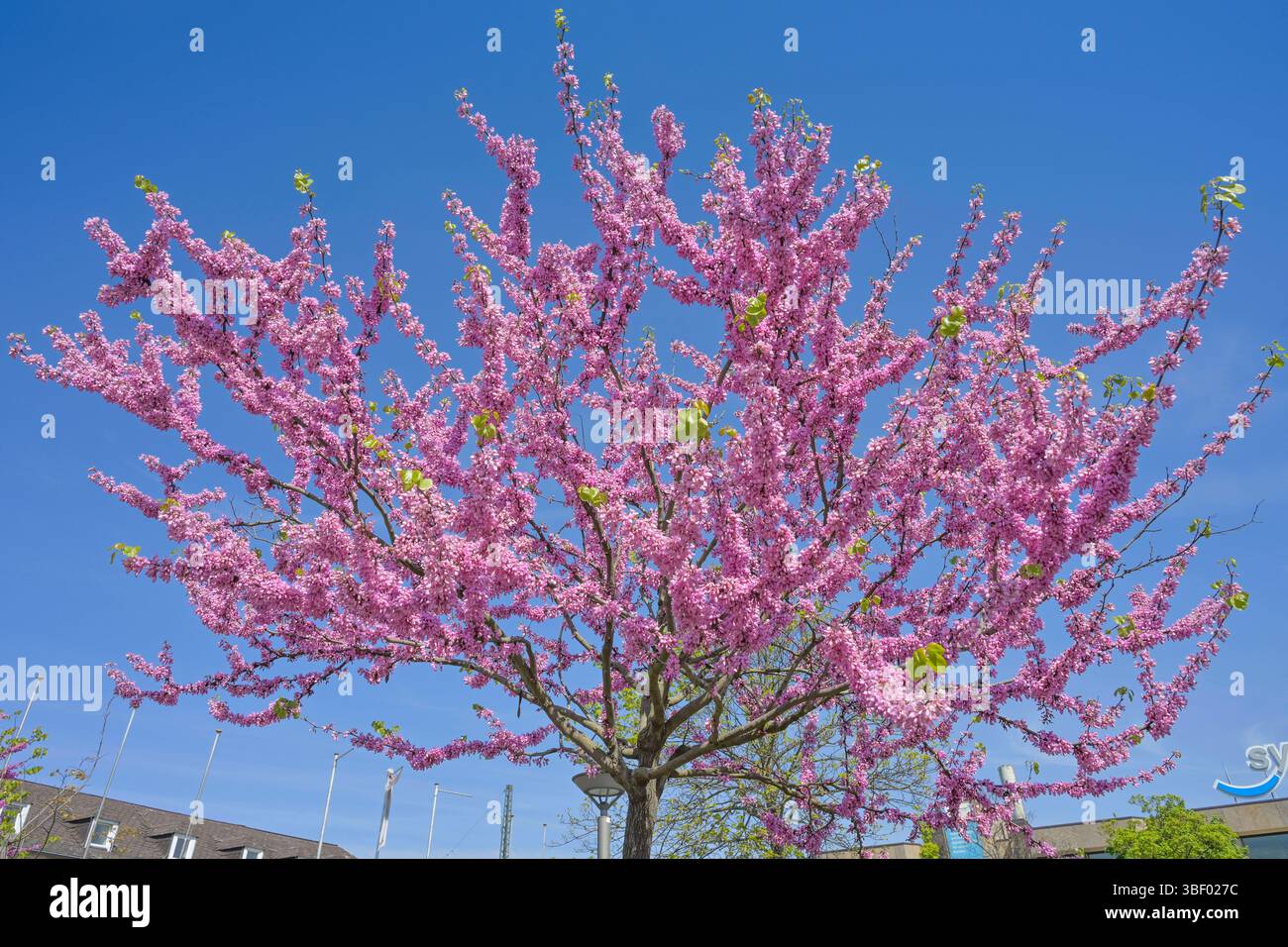 Gewöhnlicher Judasbaum, rosa Blüten, Zierpflanze, Cercis siliquastrum