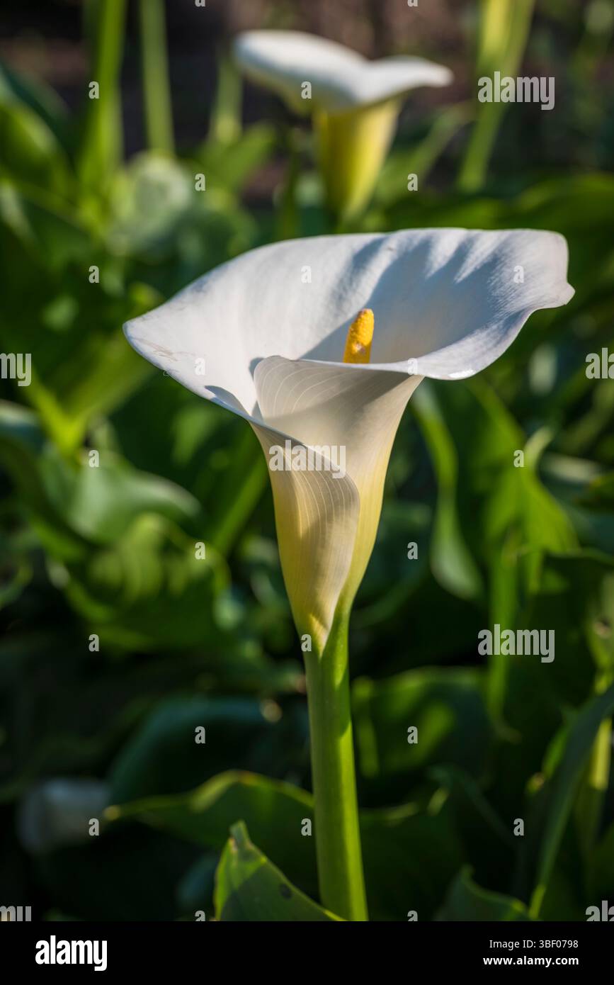 Calla Lily flower Stock Photo