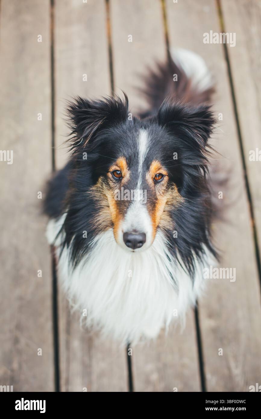 Shetland Sheepdog Stock Photo