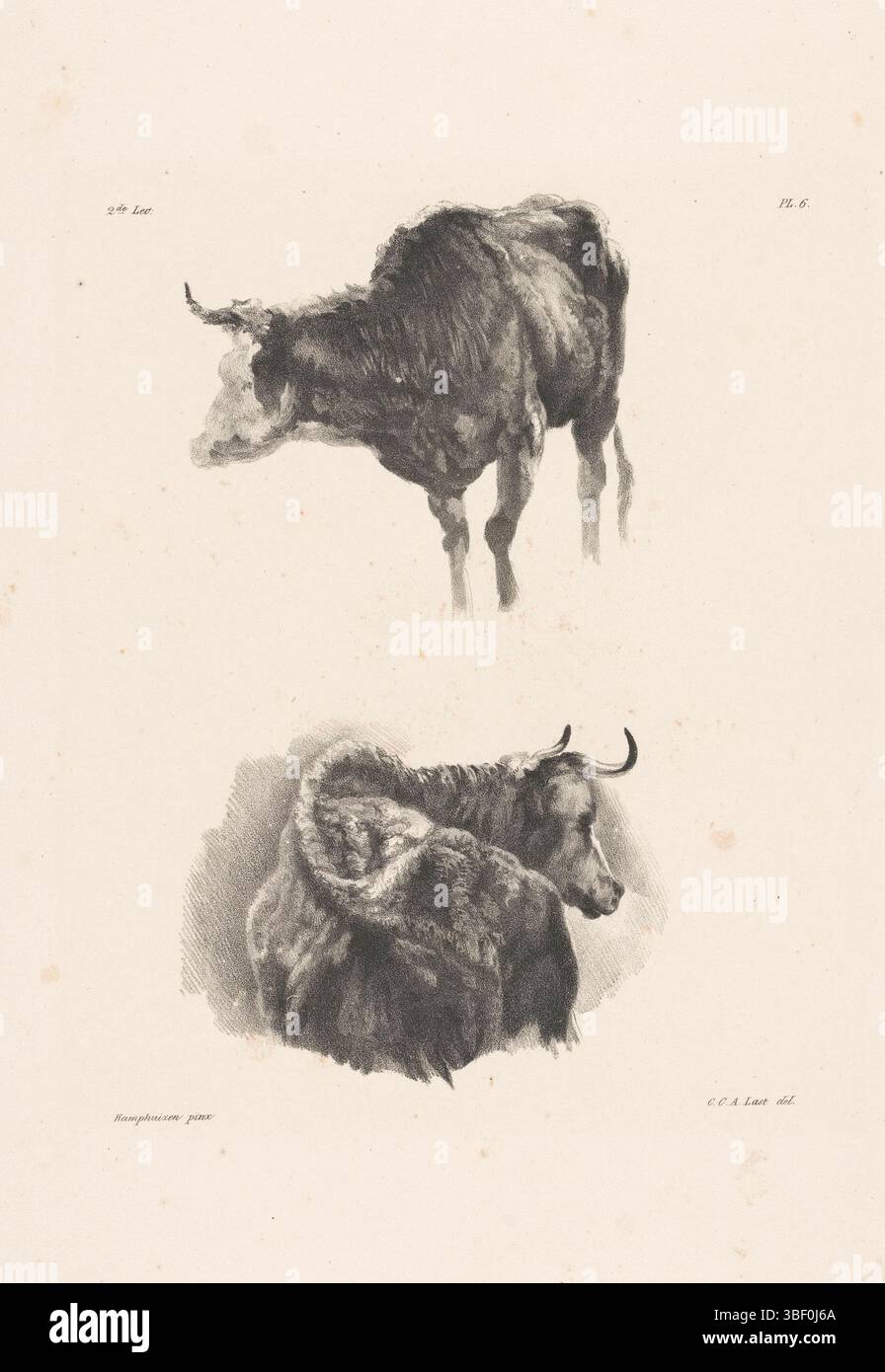 Kamphuijsen, Jan, Kamphuysen, Gerrit, Last, Carel Christiaan Antony, Two cattle, verso - stamped, Numbered left and right upper: '2de Lev' and 'Pl. 6'., print, height 460 mm, width 330 mm, Dutch, 1808-12-11 - 1876-12-17, printmaker, 1818 - 1876, paper, lithography (technics), after, after painting from, 1760-06-22 - 1841-10-23 Stock Photo