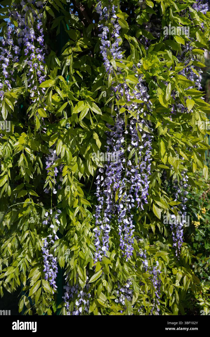 Poland; Glicynia chiska; Wisteria sinensis; Chinese wisteria; Chinesische  Wisteria; Chinesischer Blauregen Stock Photo - Alamy
