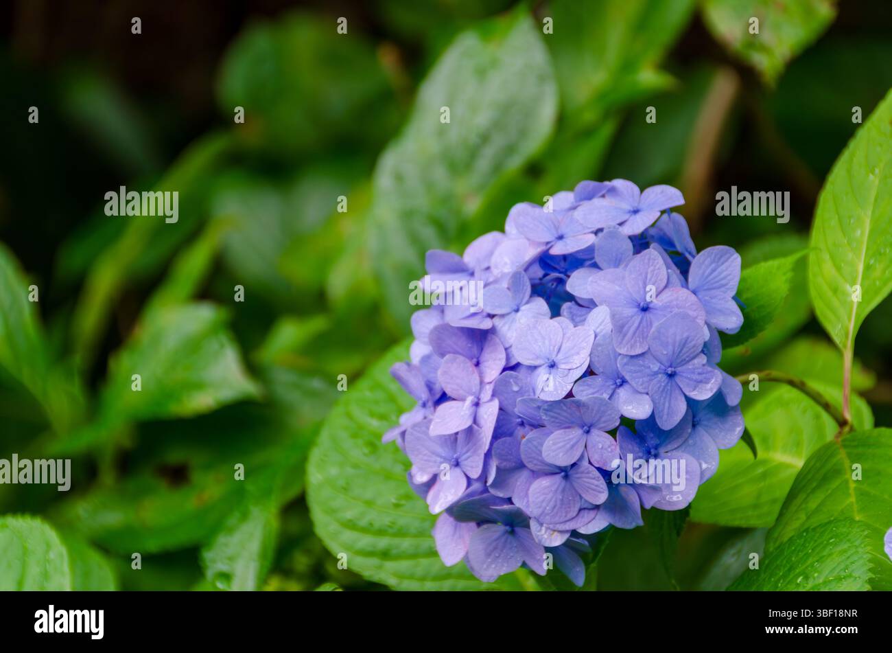 Vibrant Purple Hydrangea Cluster Amid Lush Greenery Stock Photo
