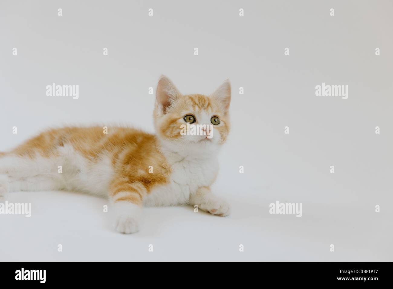 Ginger kitten lying down on white background and looking up Stock Photo