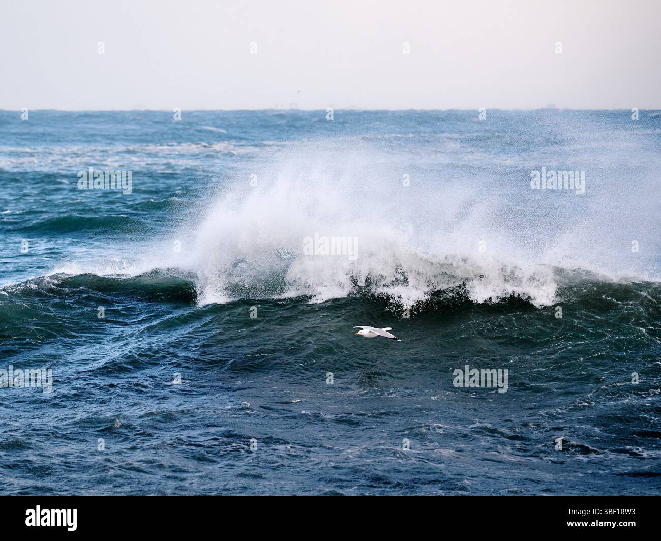 Seagull flying low over big ocean waves during storm Stock Photo