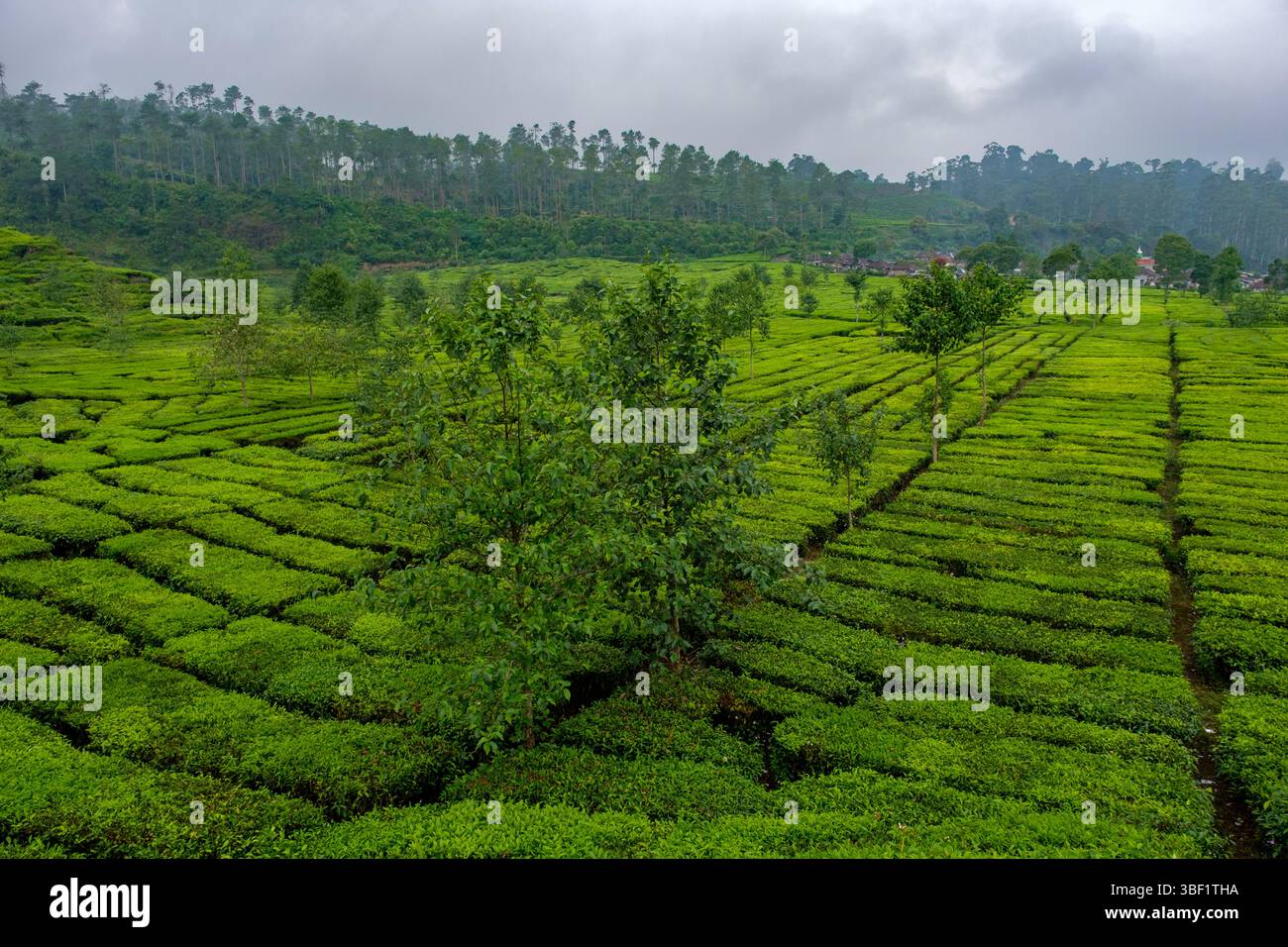 Tea plants grow in neat rows on a plantation, ready for harvest. The ...