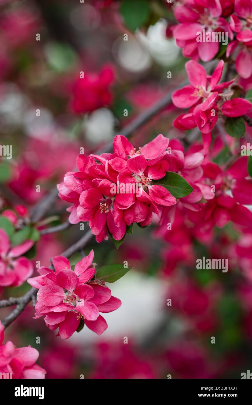 Close up of pink blossoms on flowering crabapple tree in spring. Stock Photo