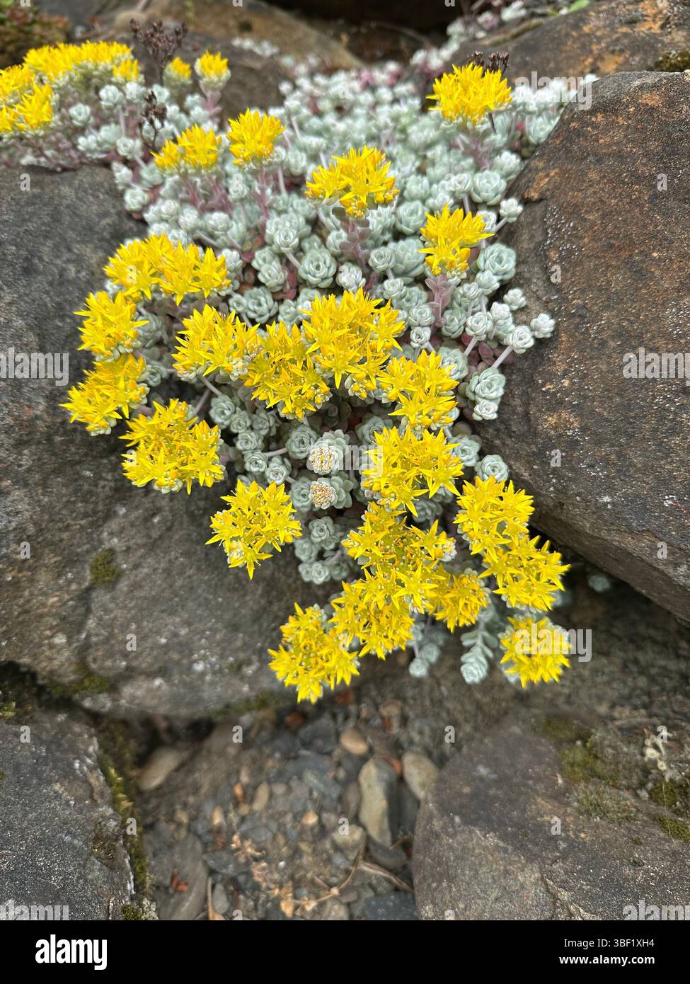 Sedum spathulifolium - broadleaf stonecrop growing in cracks of a rock wall. - Smartphone Captured Stock Image
