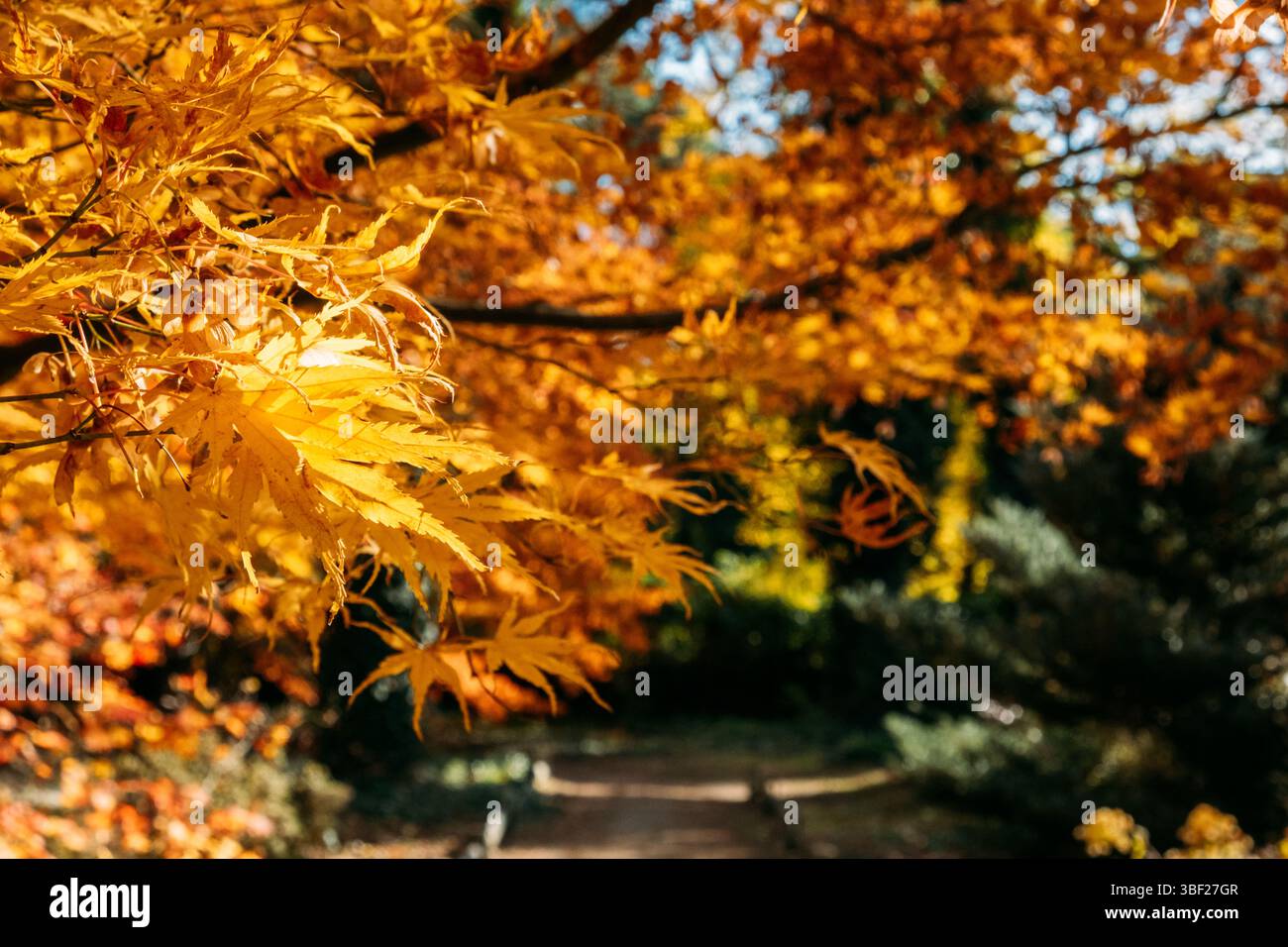 Autumn Sharp Golden maple leaves in sharp focus along a forest path lit by autumn ...