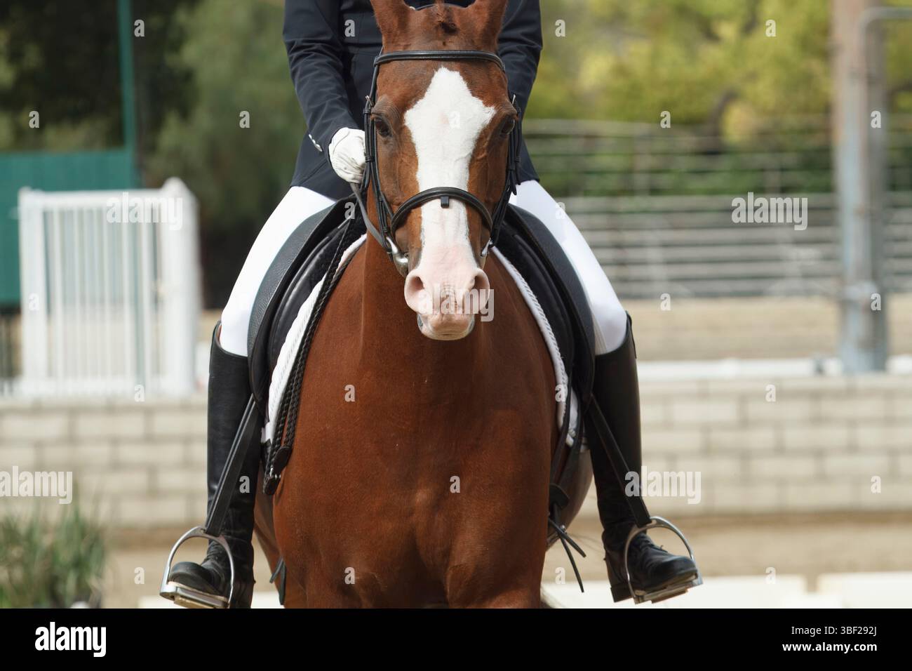 Xc Course Riding Balanced rider hi-res stock photography and images - Alamy