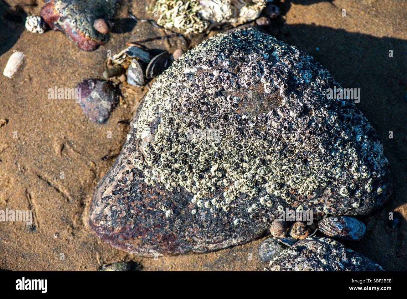 A highly detailed macro photograph capturing Balanus sp. barnacles ...