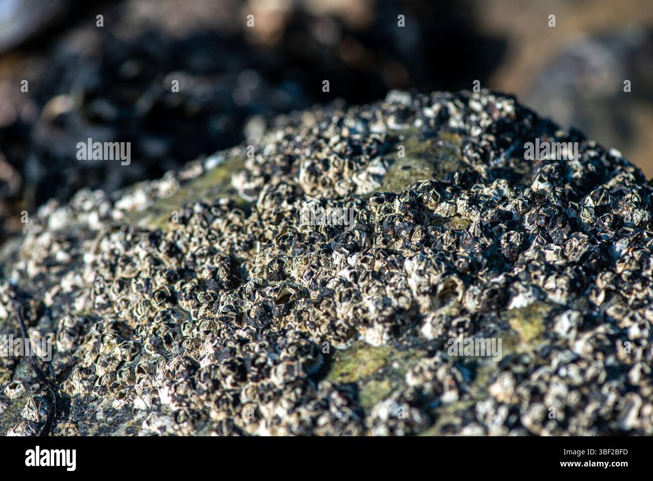 A highly detailed macro photograph capturing Balanus sp. barnacles ...