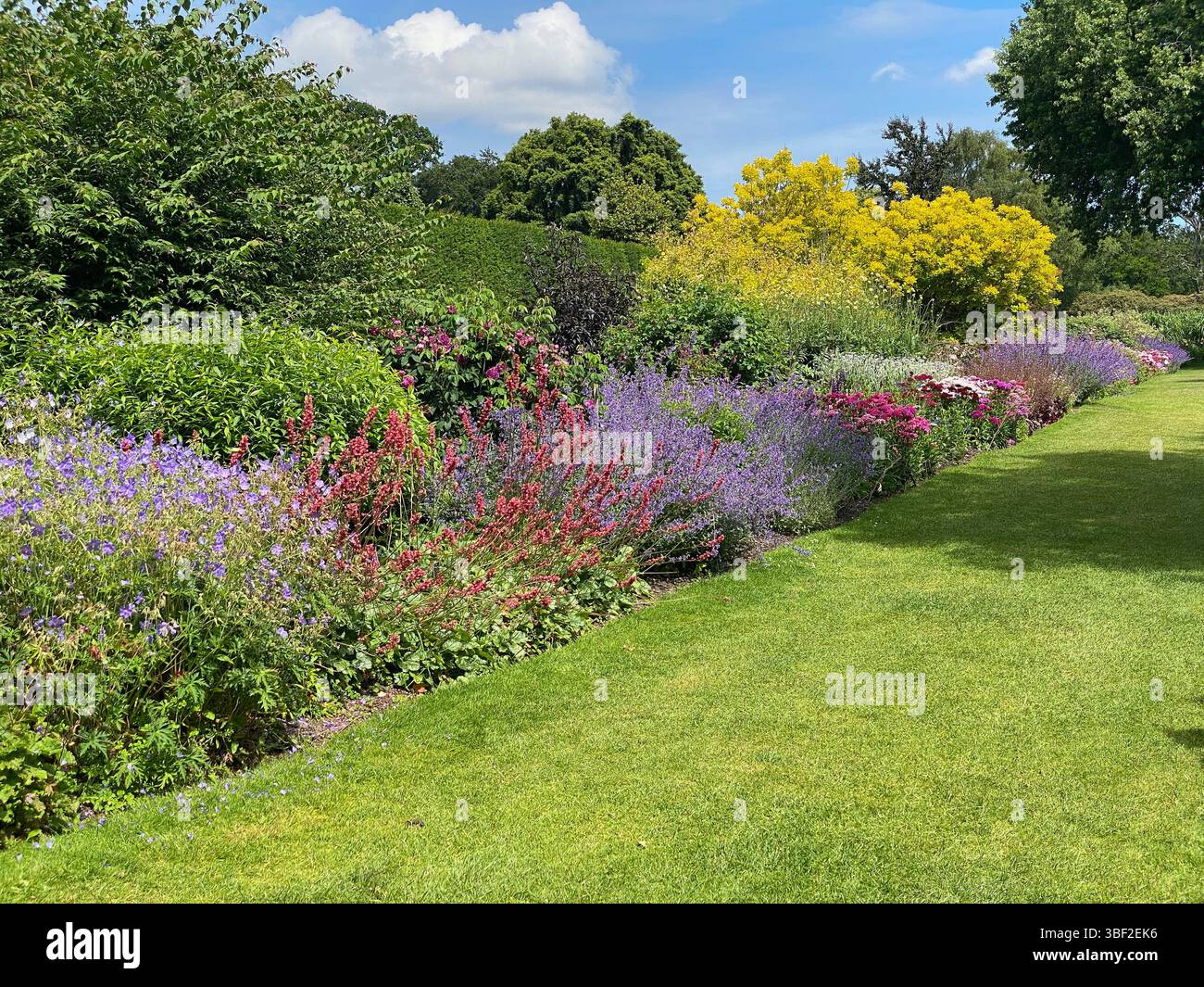 Traditional English country garden border full of beautiful flowers ...