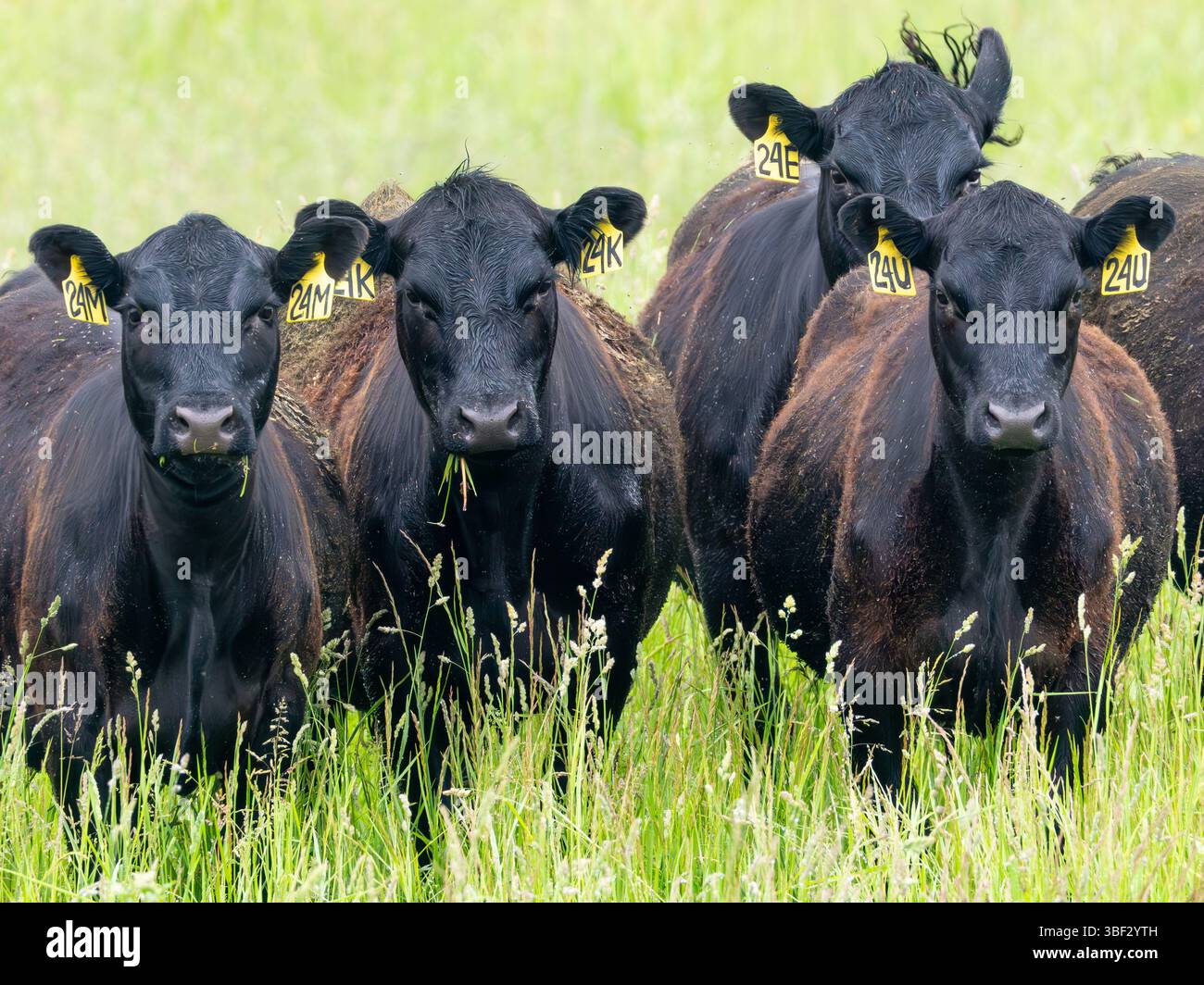 Black Angus cows on an organic grass fed farm with no hormones or GMO Dalton, Ohio, USA Stock Photo