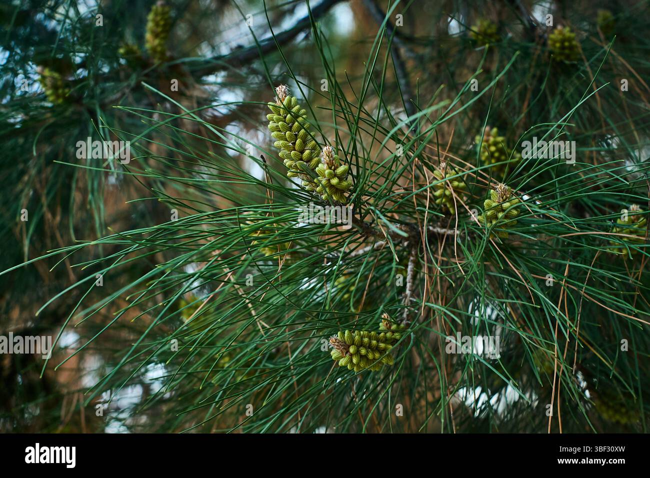 Young green pine shoots on pine branches among long needles in Tashkent in spring Stock Photo