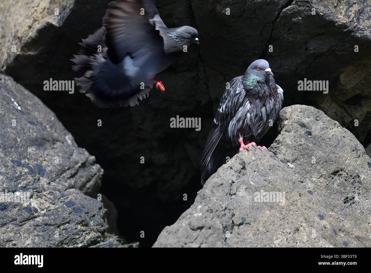 Rock doves Stock Photo