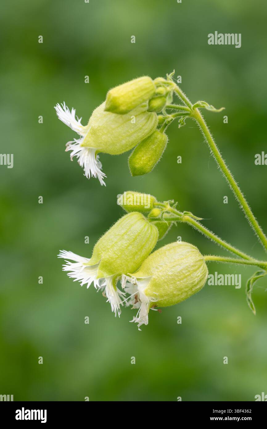 carom seed plant Ajwain/Carom Seeds Whole (Trachyspermum copticum) main image 1