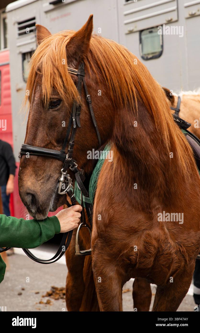 Beautiful red horse hi-res stock photography and images - Alamy