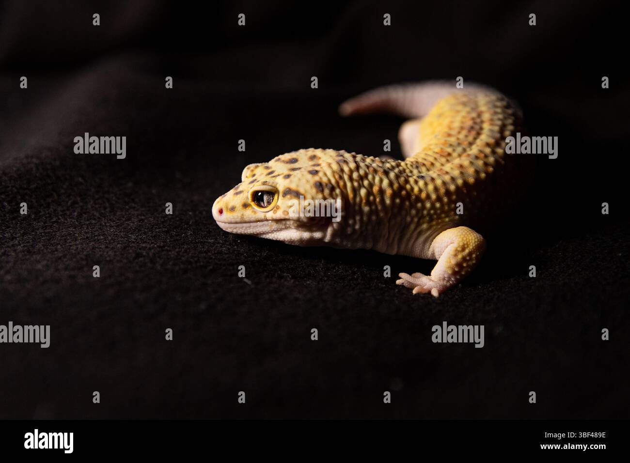 Bright food video hi-res stock photography and images - Alamy