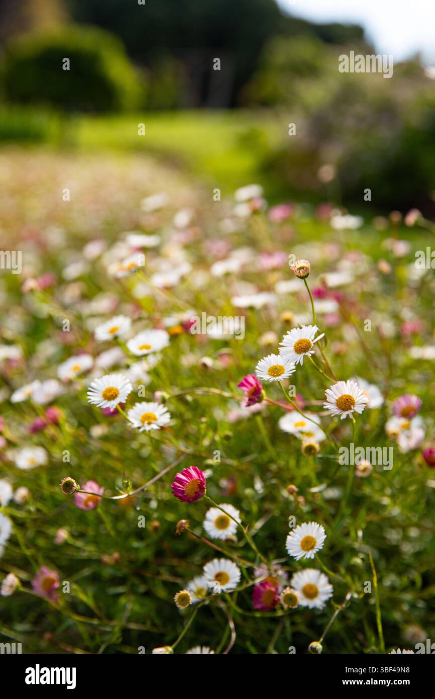 Tiny White and Pink Daisies Amidst Greenery,  background blurred for text, macro Stock Photo