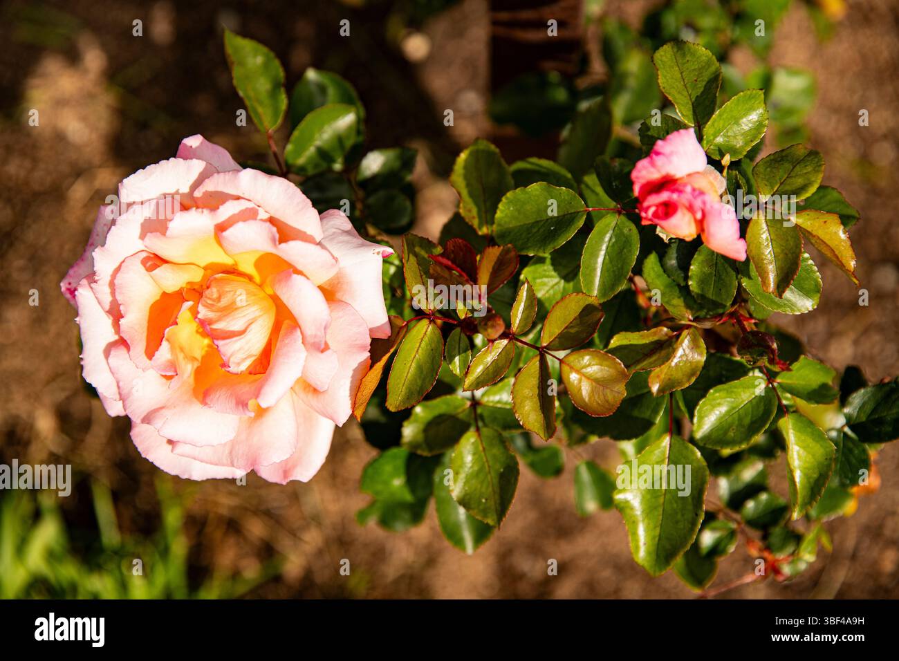 Cream Colored Roses Macro background image Stock Photo