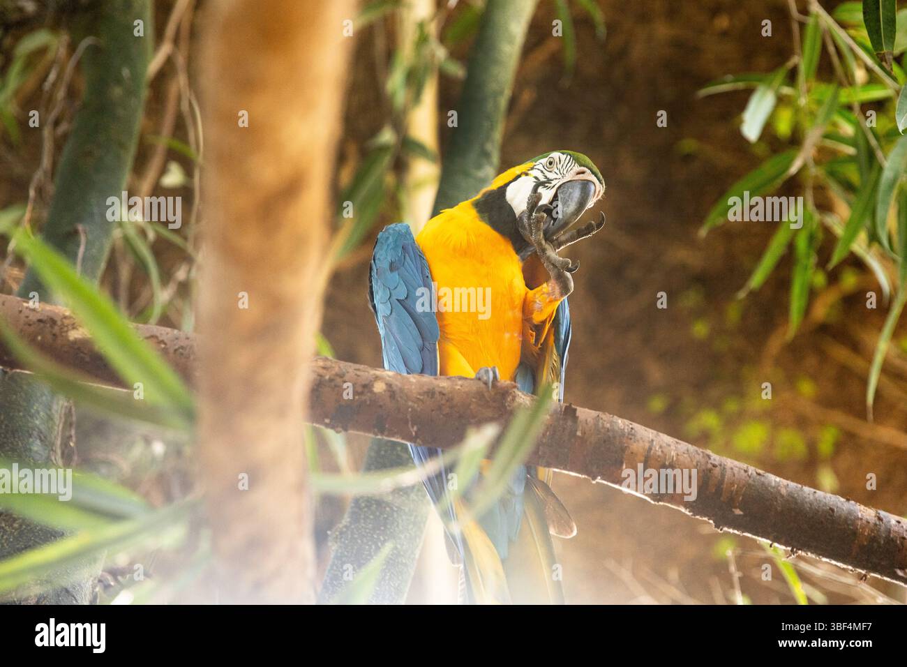Macaw Showcasing Their Feathery Beauty. There is space for text Stock ...