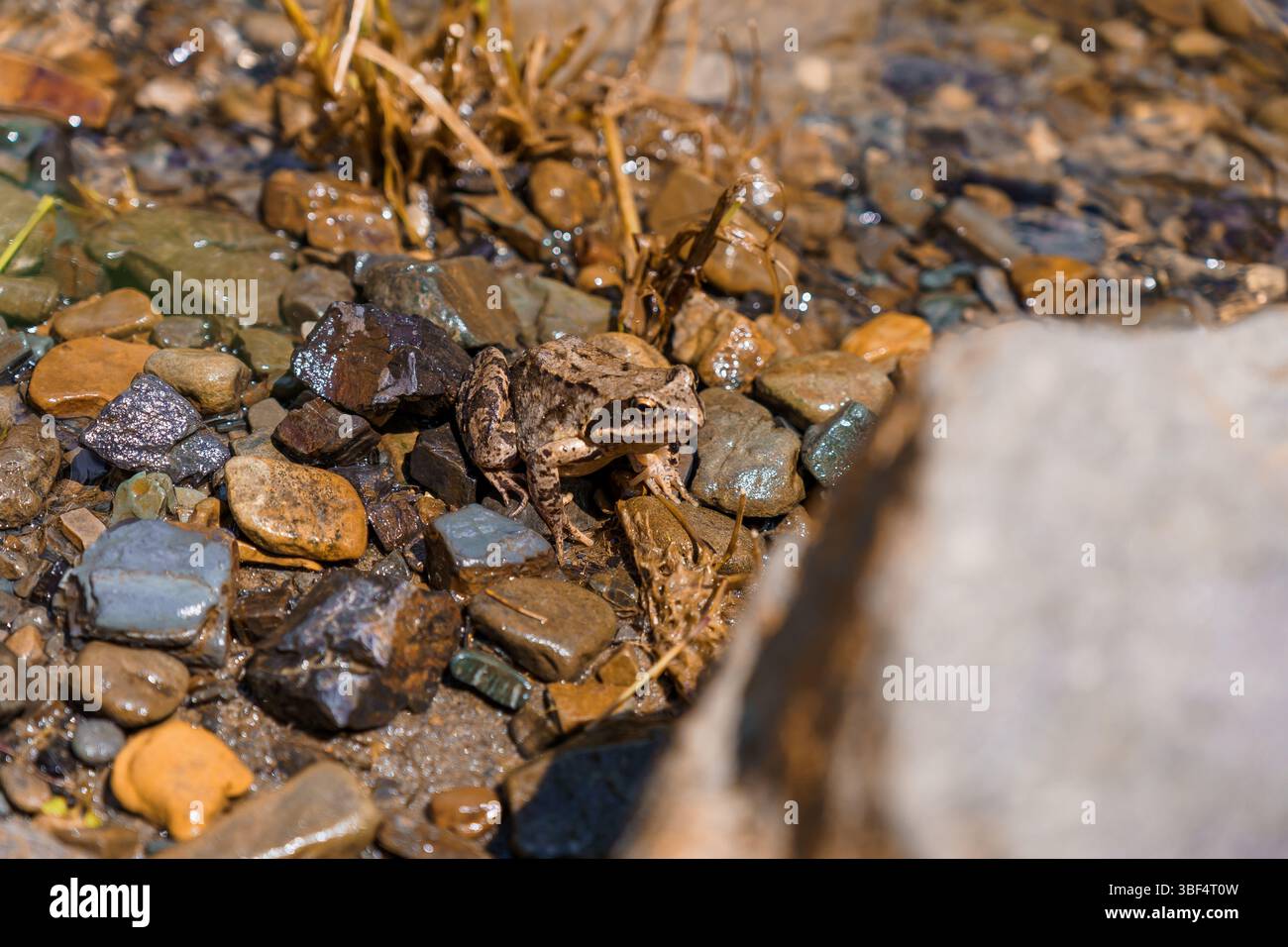 A brown frog perfectly camouflaged among wet river rocks and dried grass, sits near a large stone, demonstrating natural adaptation and blending withi Stock Photo