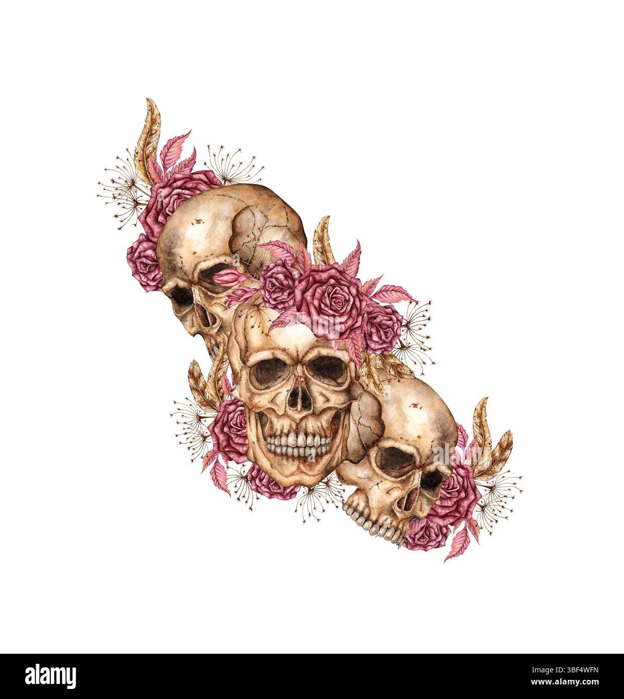 Human skull with dark red roses, dried flowers, feathers watercolor illustration. Bones in gothic style. Day of the Dead, Halloween, Dia de los muerto Stock Photo