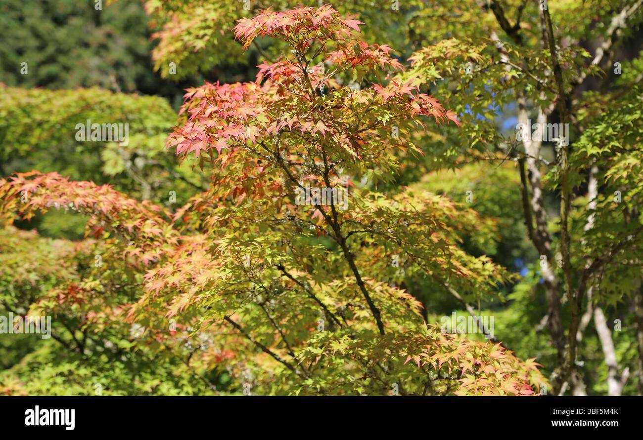 Changing colors of leaves hi-res stock photography and images - Alamy
