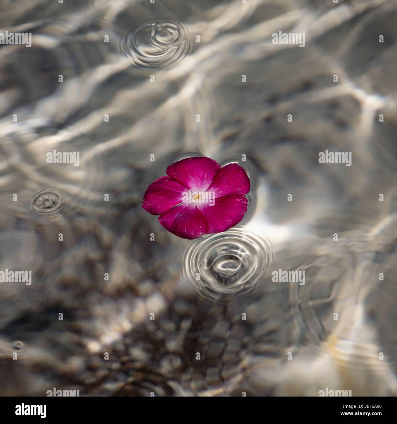 Flower floating on absract water Stock Photo