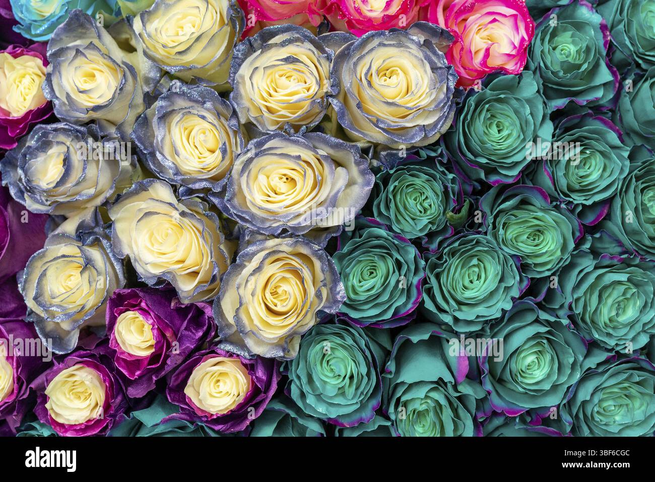 Beautiful blue roses background. Floral abstract background for wedding ...