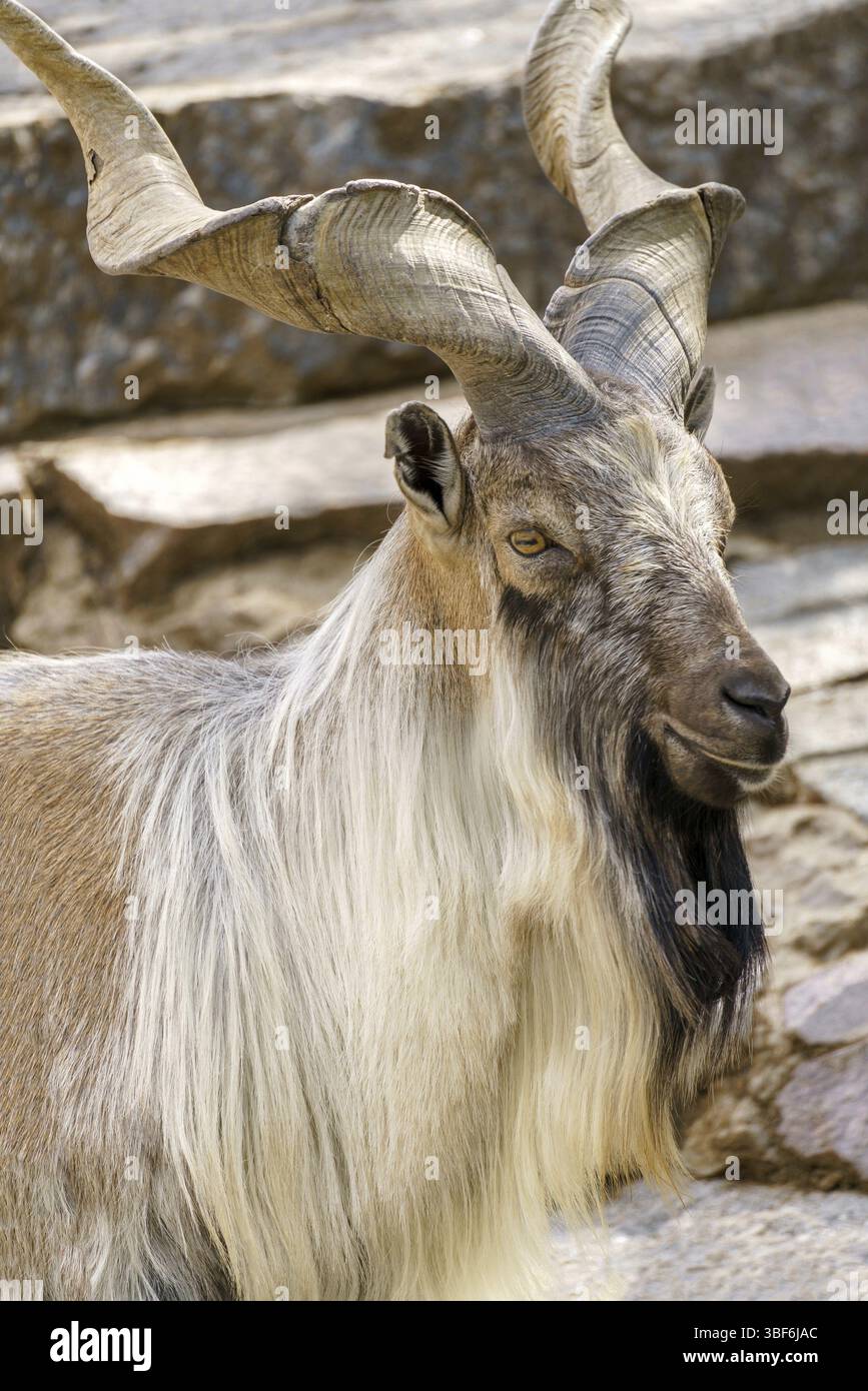 Wild goat capra cliff hi-res stock photography and images - Alamy