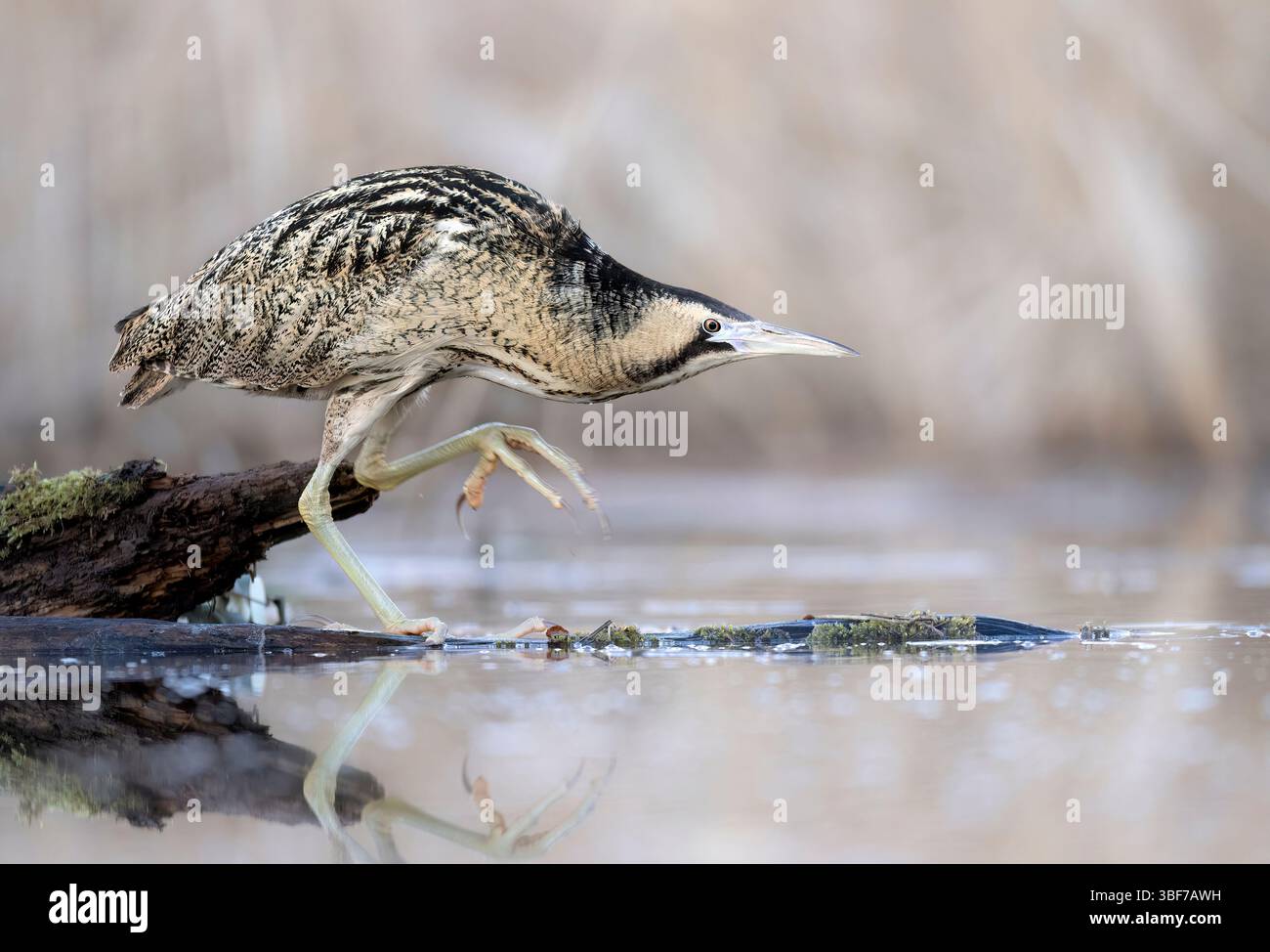 Great bittern bird ( Botaurus stellaris ) close up Stock Photo