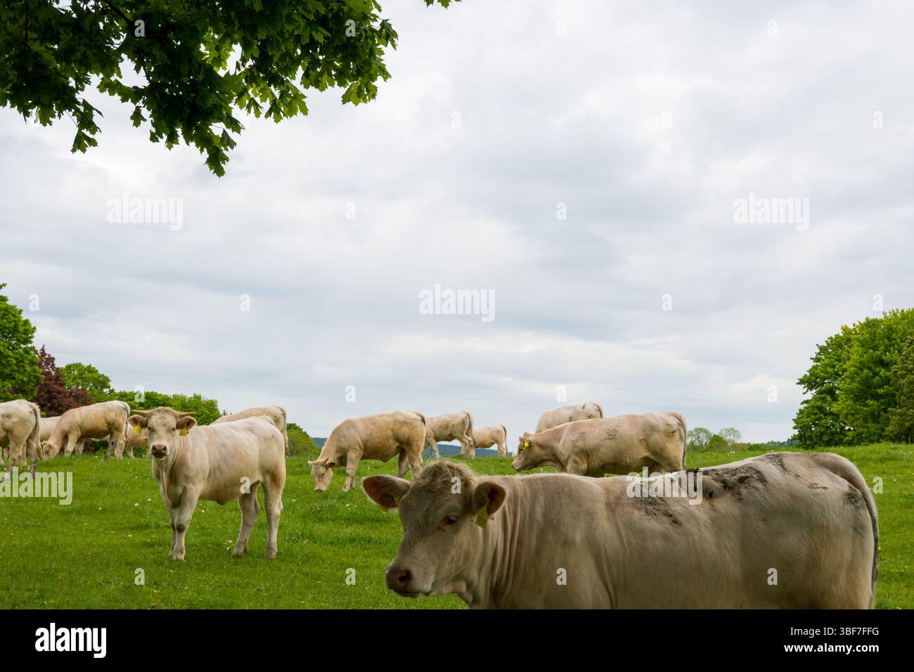 A peaceful scene of cattle peacefully grazing on a lush green farmland ...