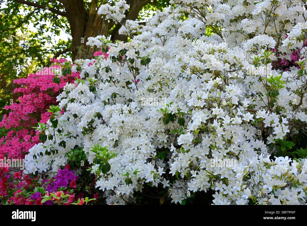 White spring flowers and buds of deciduous azalea, Rhododendron Rose Greeley UK garden May Stock Photo