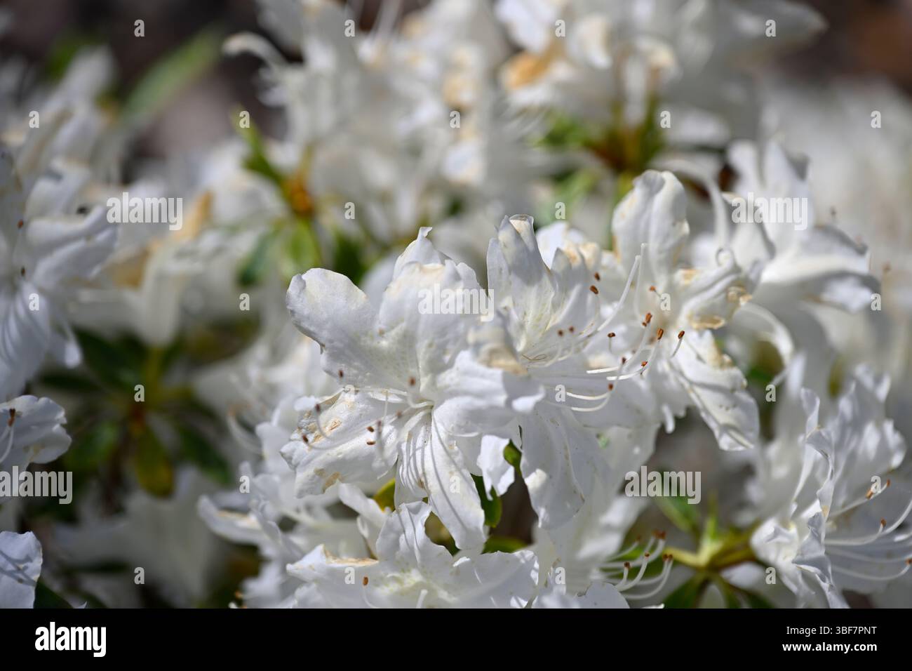 White spring flowers and buds of deciduous azalea, Rhododendron Rose Greeley UK garden May Stock Photo