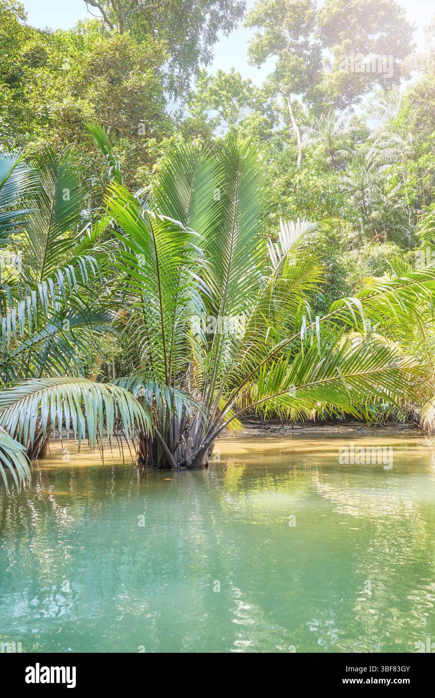 Jungle river on Palawan island, Philippines Stock Photo - Alamy