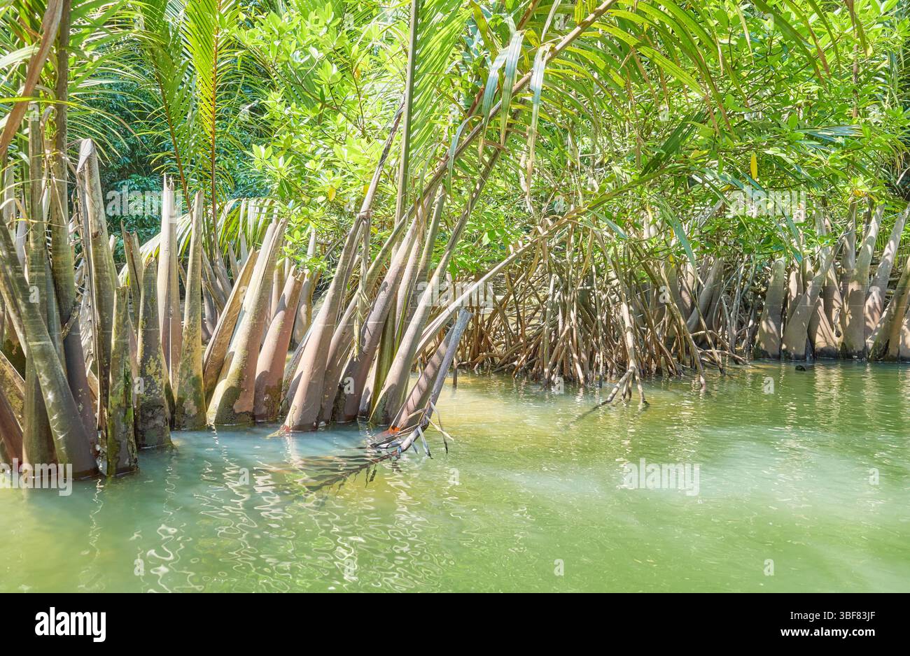 Jungle river on Palawan island, Philippines Stock Photo - Alamy
