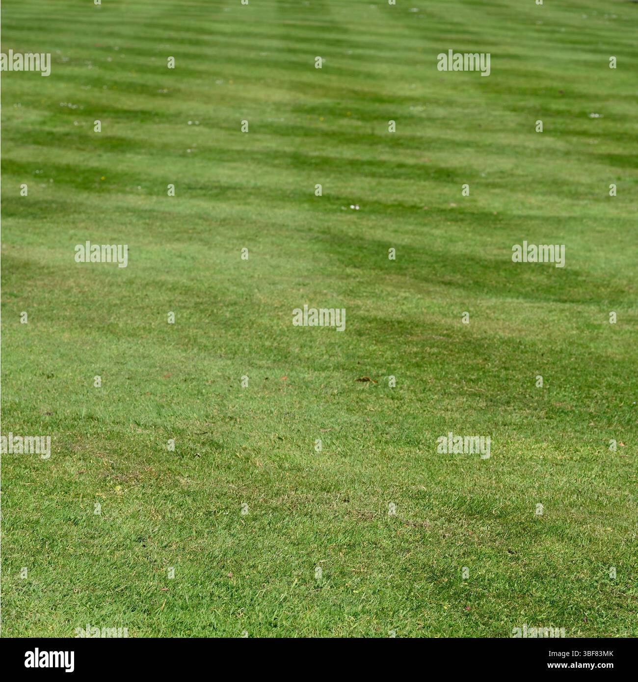 Checkerboard pattern of freshly mown grass UK May Stock Photo