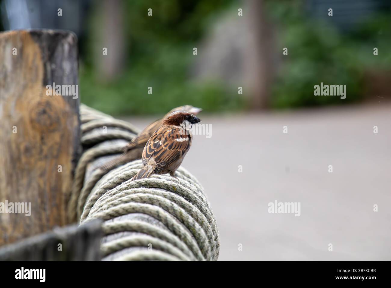Haussperling auf Tauwerk – Stadtvogel im natürlichen Umfeld Stock Photo