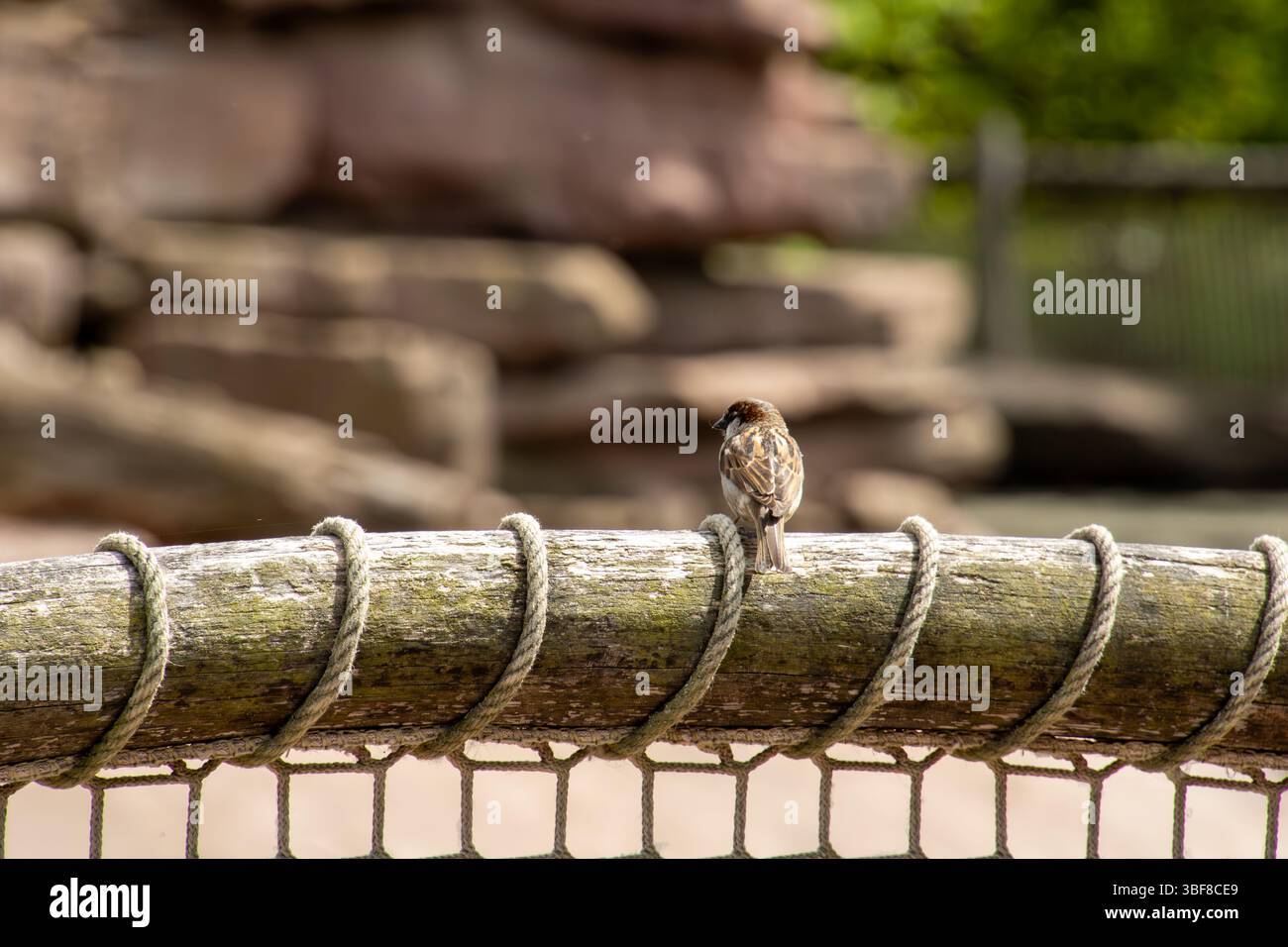 Haussperling auf Tauwerk – Stadtvogel im natürlichen Umfeld Stock Photo