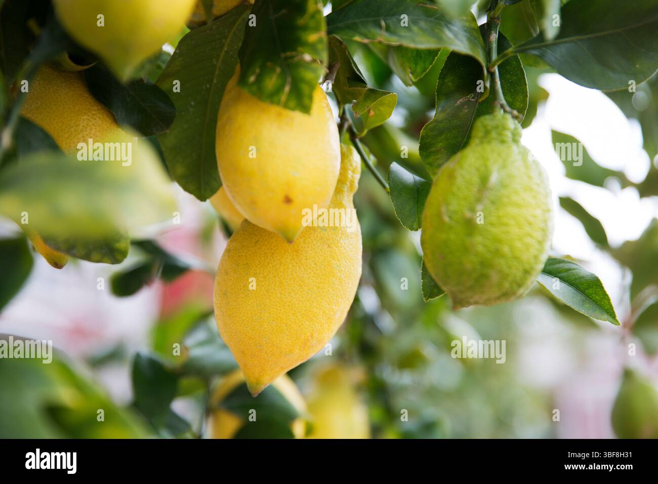 Close-up of yellow and green lemons hanging from leafy branches Stock Photo