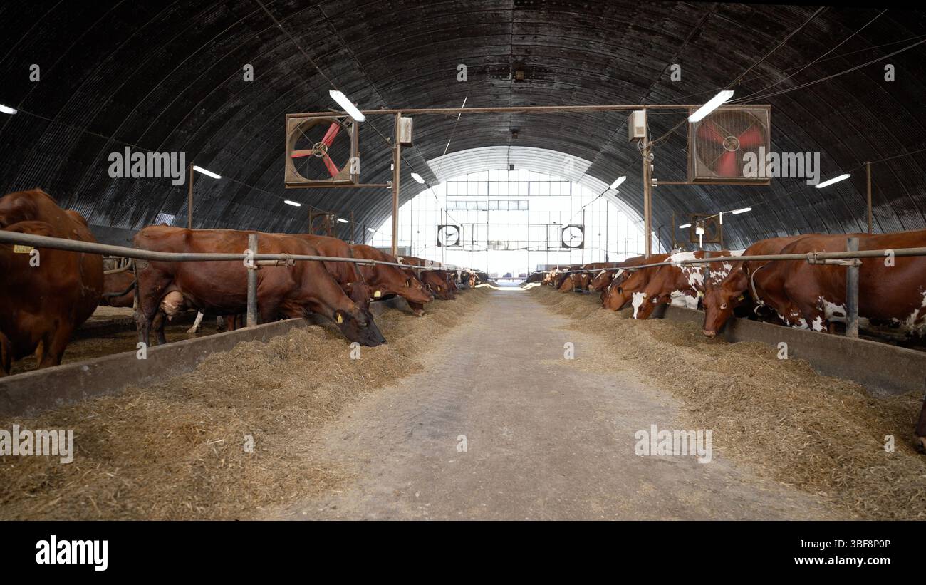 Dairy cows feeding inside a large barn, showcasing modern farming ...