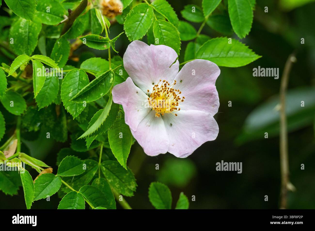 Dog rose flower bloom. Also known as Briar Rose. Stock Photo