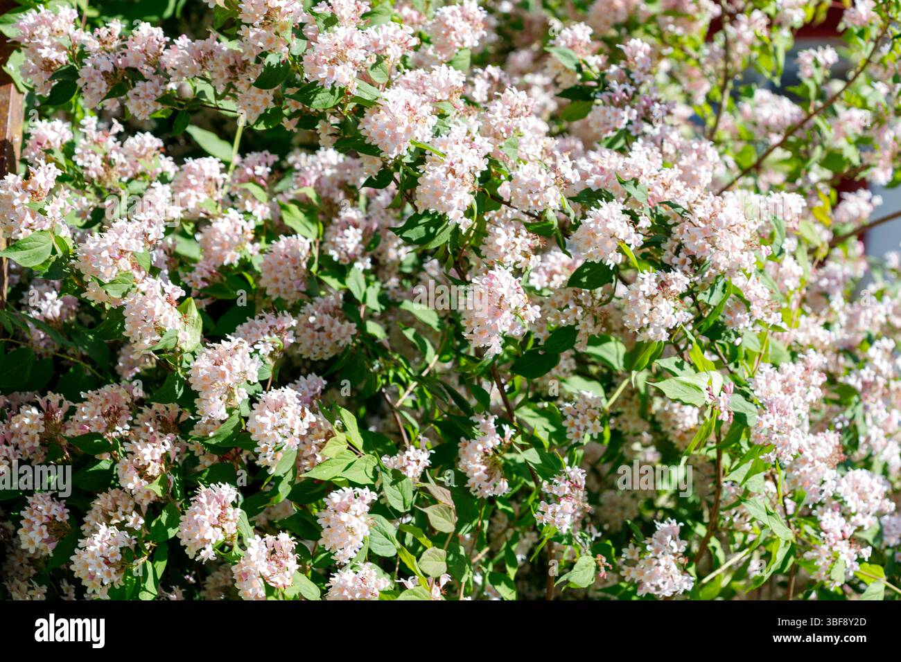 Dense clusters of pale pink flowers hi-res stock photography and images ...