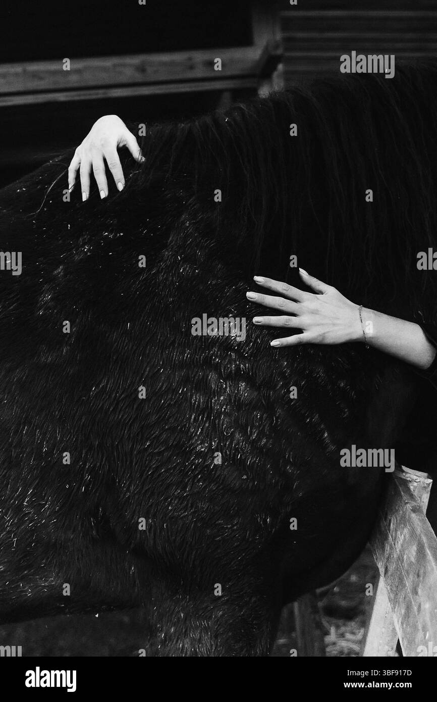 Emotional black and white photograph capturing a person embracing a horse, showcasing the bond and affection between humans and animals. Hands are gen Stock Photo