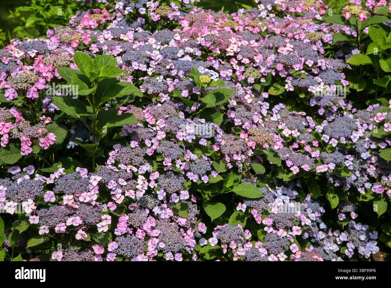 Close Up of Beautiful Lacecap Hydrangea, Cape Cod, Mass., USA, Hydrangea Festival July 2024 Massachusetts, US lavender purple flowers Stock Photo