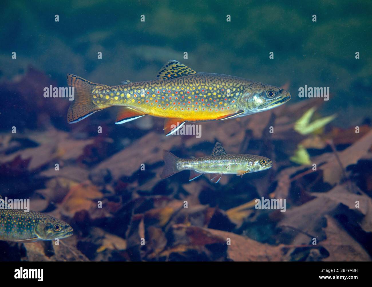 Brook ブルック　Cutthroat Trout Sweat L Brook ブルック Cutthroat Trout Sweat L Brook Trout (Golden