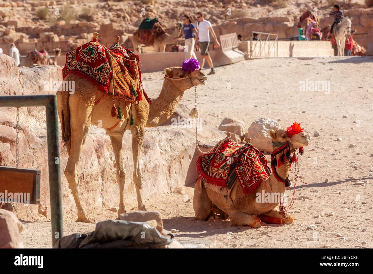 Petra, Jordan - November 3, 2022: Bedouin camels and people around in ancient city Stock Photo